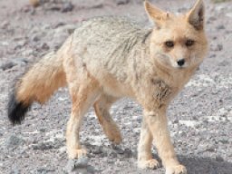 Renard de Magellan